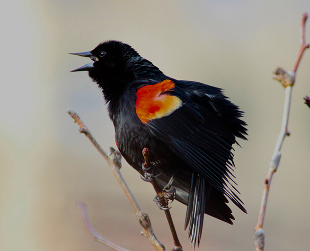 The Diversity of Blackbirds | Lake Metroparks